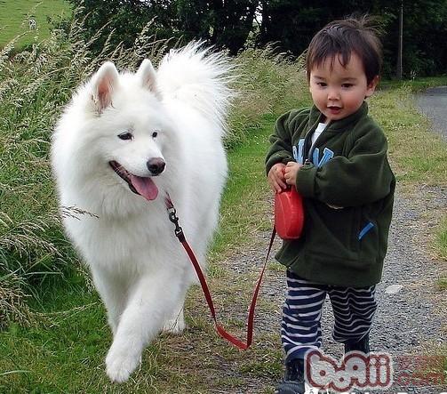 外出散步如何給狗狗系牽引帶