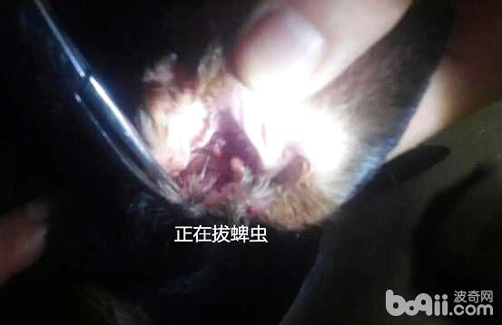 犬貓常見的寄生蟲——蜱、蚤和虱
