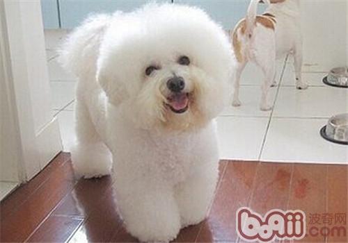 狗狗美容時不聽話怎么辦