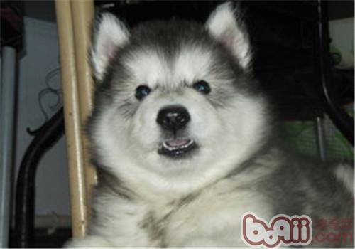 狗狗犬瘟熱怎么治？