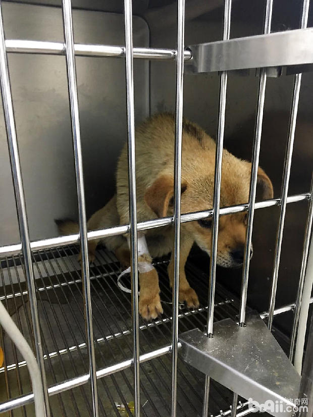 中華田園犬子宮蓄膿的診治