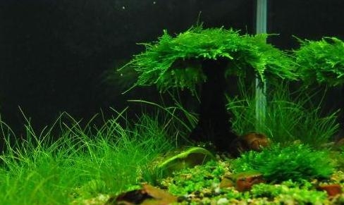 養魚水草栽培知識必須學