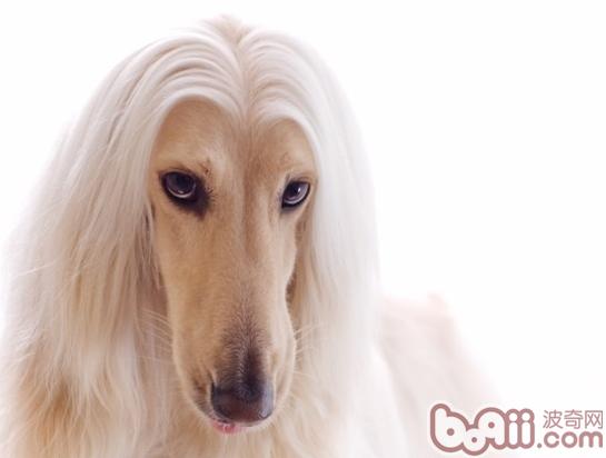 為阿富汗犬做好換毛期護理