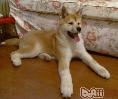 秋田犬易被哪些疾病困擾