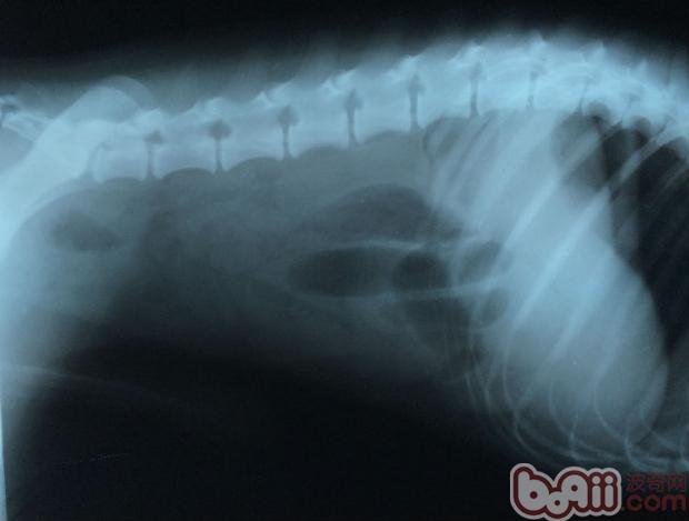 腸道異物對犬的危害