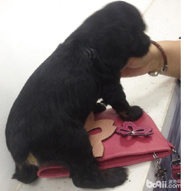 幼犬斷尾術簡介