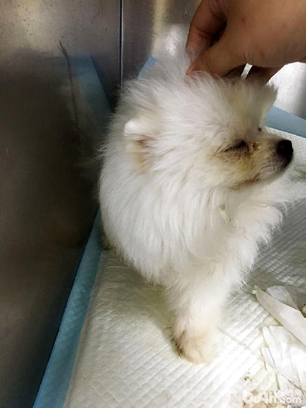 博美犬的結膜炎的治療體會