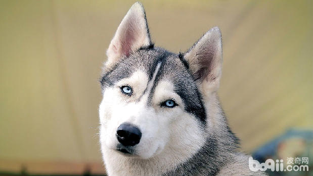 哈士奇犬瘟（犬瘟熱）的治療方法