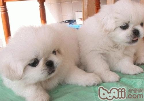 京巴犬生病的常見征兆