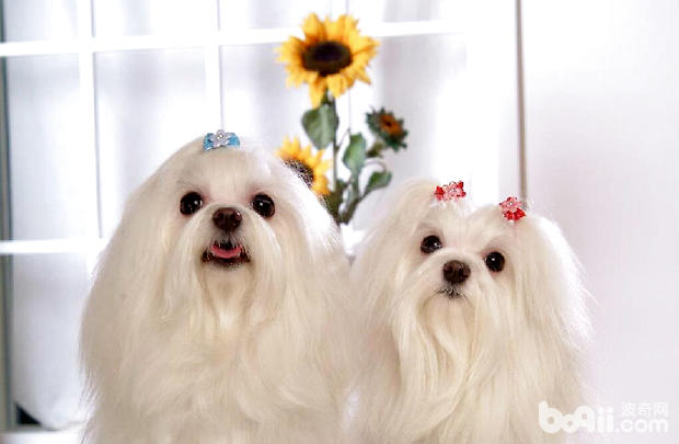 馬爾濟斯犬不吃東西怎么辦呢