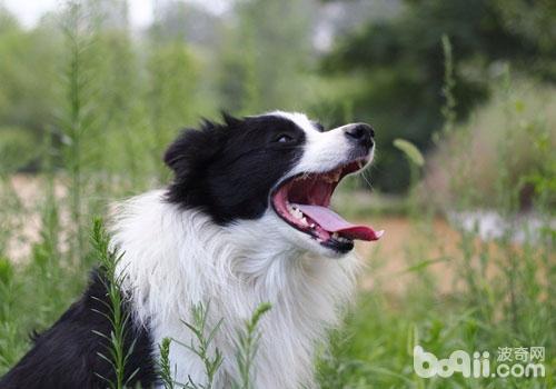 讓邊境牧羊犬遠離皮膚病