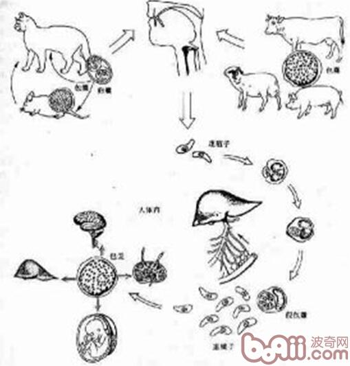 淺談寵物源性人畜共患病