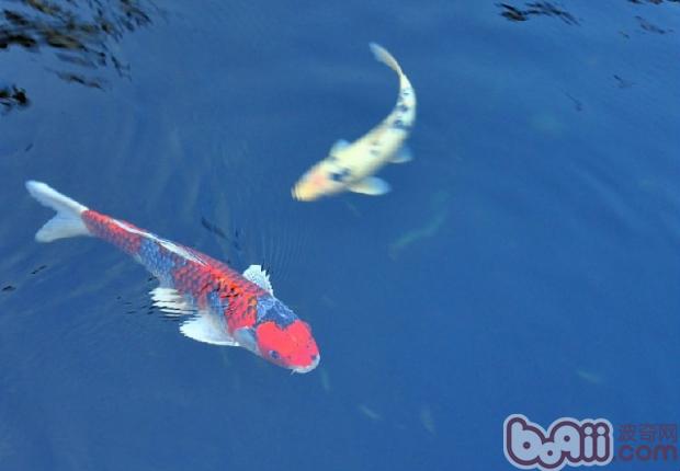 水族飼養中能遇到各種計量名詞解釋