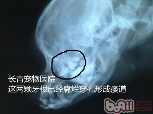 犬貓牙齦炎牙根腐爛導致的顏面瘺