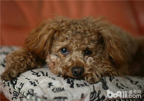導致犬產后抽搐癥的原因是什么
