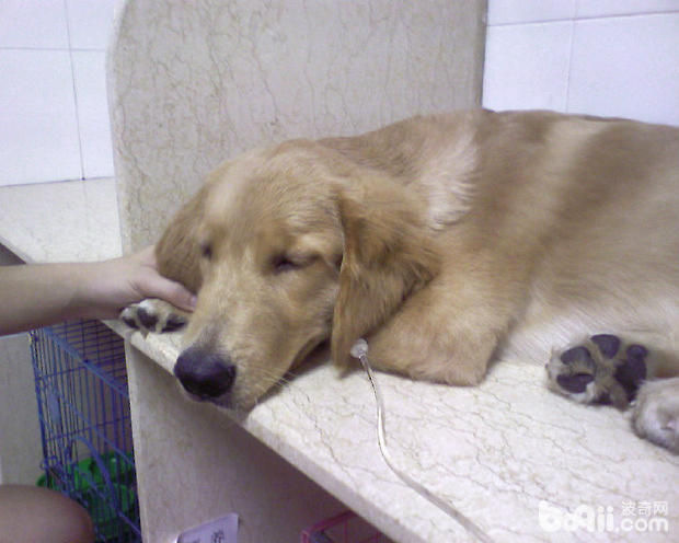 犬退燒藥過敏的臨床治療