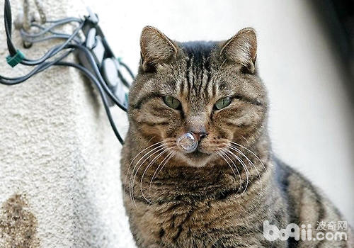 留貓咪單獨在家時要關進籠子里嗎？