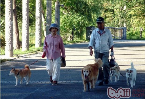 遛狗時主人容易犯的幾個常見錯誤