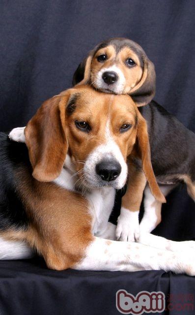 比格犬的基礎知識：性格分析及馴養