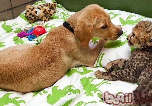 犬急性嘔吐的癥狀
