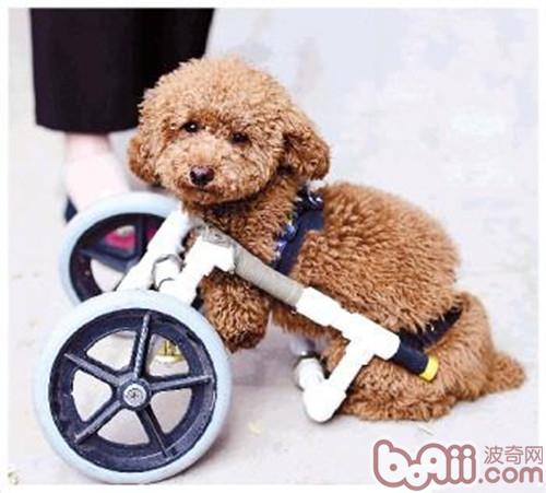 狗狗受傷流血后的護理