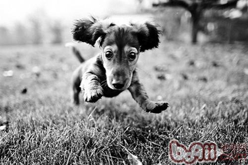 人犬共患寄生蟲病——包蟲病