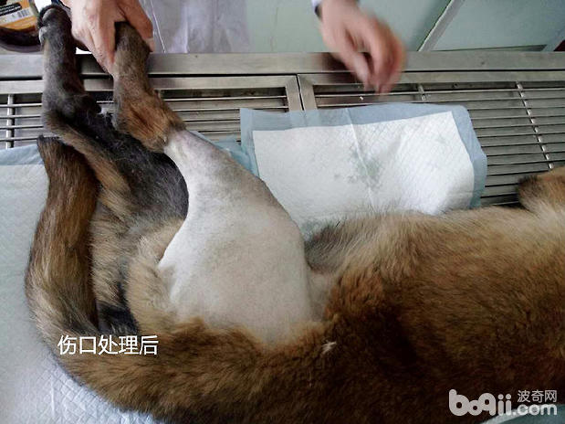 犬幾種病例的傷口處理