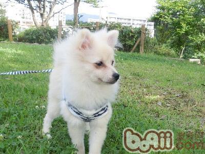 如何訓練幼犬回應名字