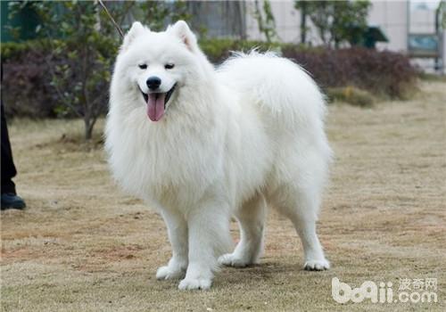 犬中暑的判斷標準
