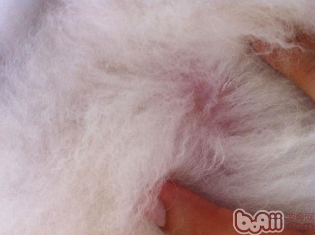 犬的常見皮膚病（三）疥螨感染