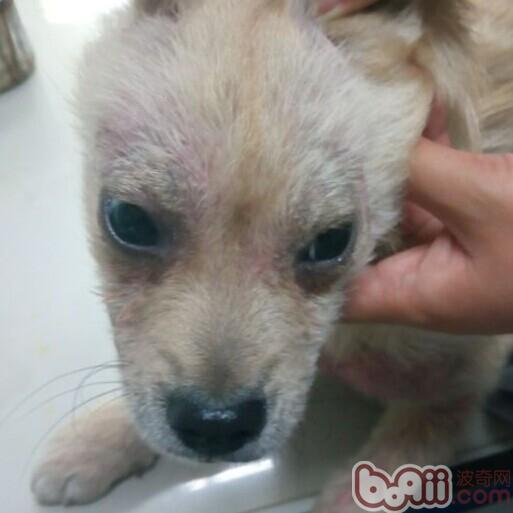 犬蠕形螨的診斷與治療