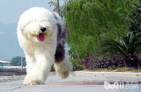 古代牧羊犬嘔吐怎么處理？