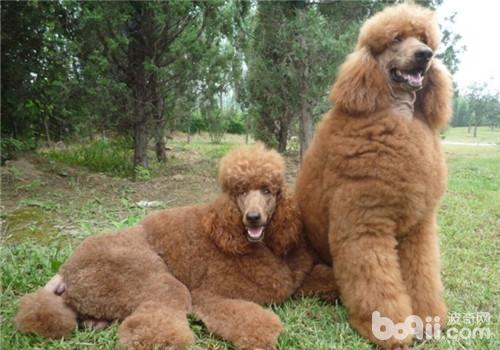 犬骨折后的護理注意事項
