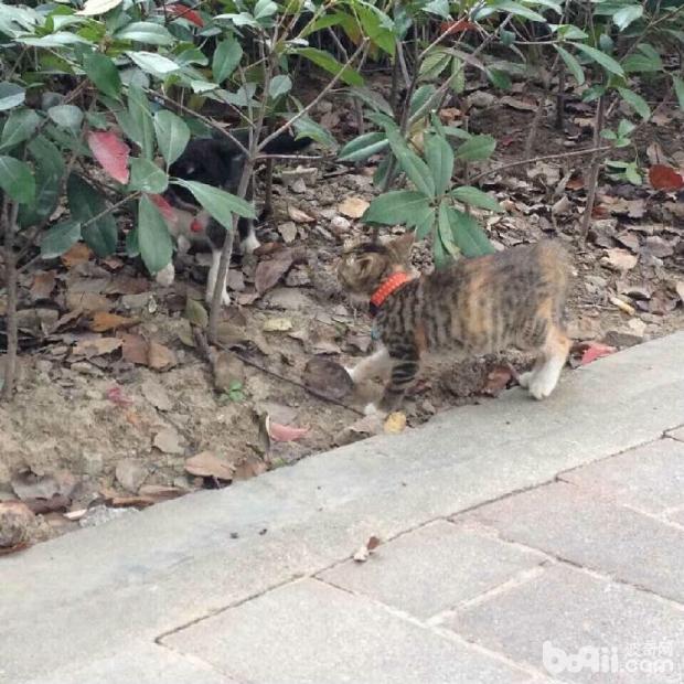 在家給貓咪洗澡的那些事你真都知道嗎 ——除了防著涼、用專用沐浴露外還要注意什么