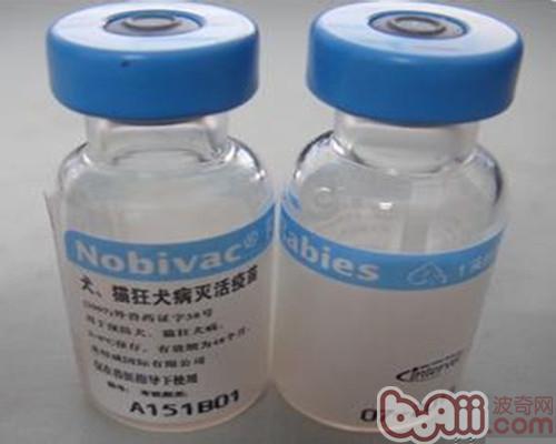 為<a href=/zhonglei/gou/ target=_blank class=infotextkey>狗</a>狗打疫苗的錯誤觀念
