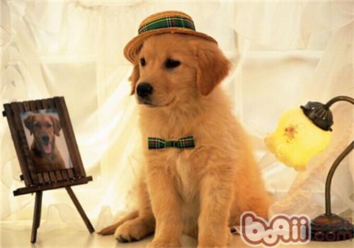 犬巴貝斯蟲病的診斷與治療