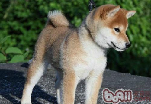 怎樣為秋田犬驅蟲