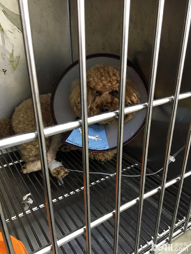 貴賓犬股骨頭壞死的治療經驗