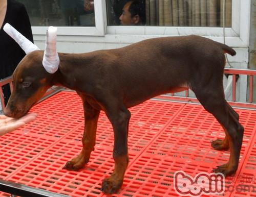 杜賓犬剪耳原因詳解
