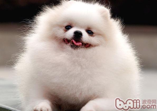 博美犬懷孕多久會生