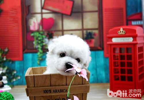 比熊毛色發黃怎么辦？