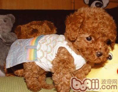警惕貴賓犬的繁殖禁忌