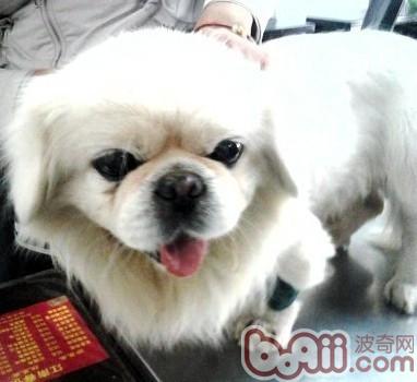 犬膀胱結石的診療及預防