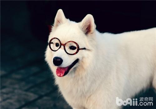 犬癲癇的原因分析