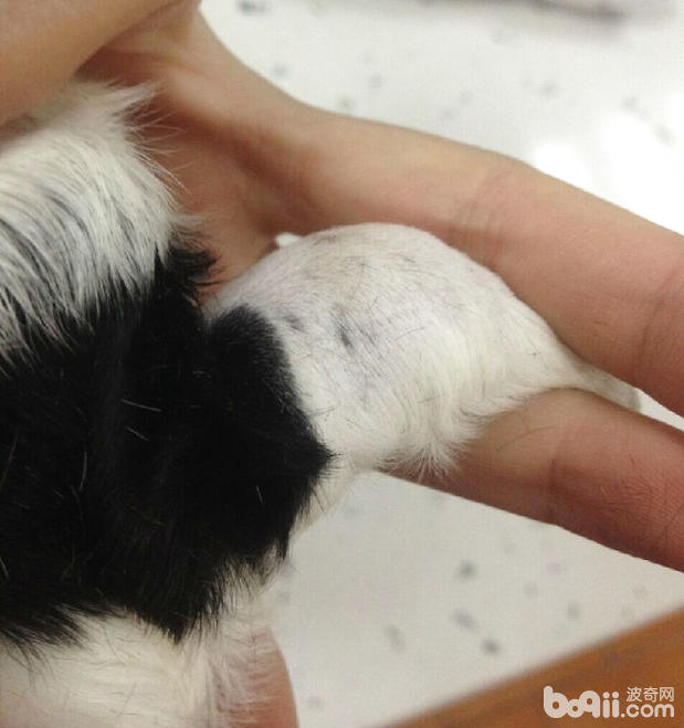 一例新生幼犬全身性膿腫的處理