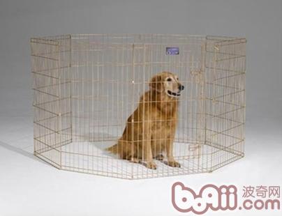 寵物骨折術后怎樣進行功能鍛煉