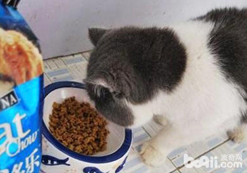 貓咪必須吃貓糧？