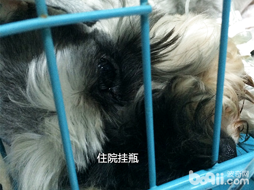 一例犬隱睪腫瘤的病例