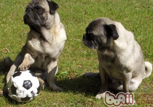 為什么新購犬易生病