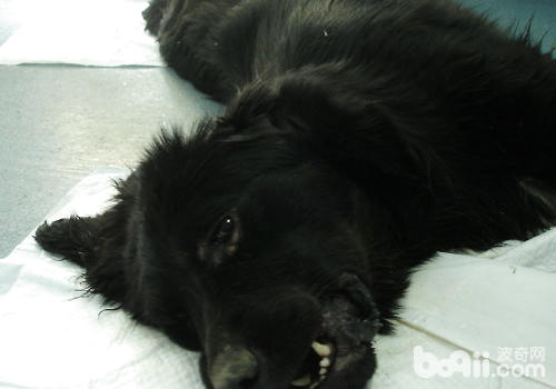 狗狗誤食了老鼠藥怎么辦